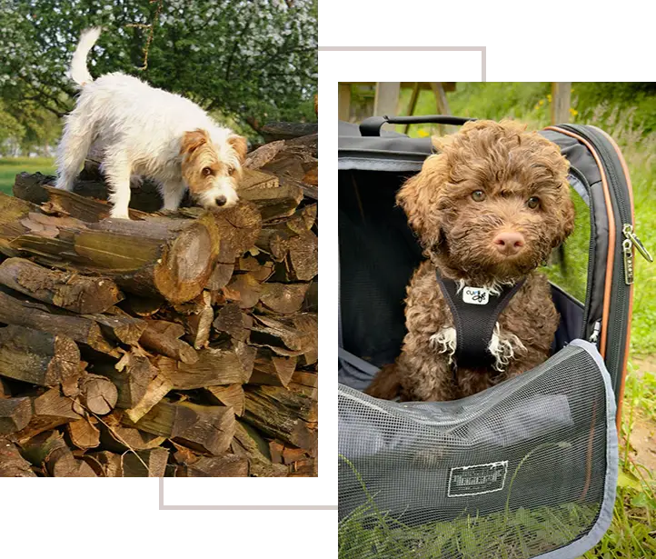 Jack Russell Terrier auf Holzstapel - Lagotto im Rucksack
